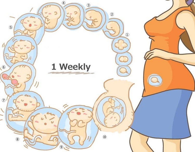 Tổng hợp những dấu hiệu mang thai tuần đầu