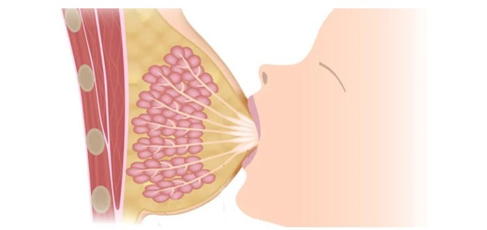 cách gọi sữa về sau khi sinh, cách gọi sữa về sau khi bị mất sữa, cách gọi sữa về khi mới sinh, cách gọi sữa về cho mẹ sau sinh, cách gọi sữa về cho mẹ mới sinh