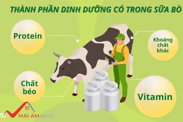 Đạm sữa bò là gì?