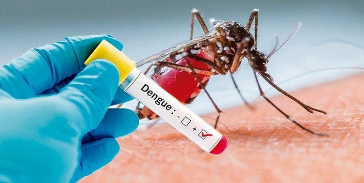 virus Dengue
