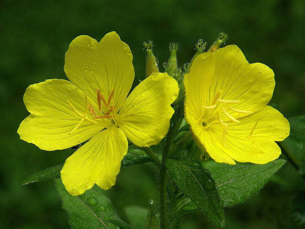 Cân bằng hormone ở nữ giới