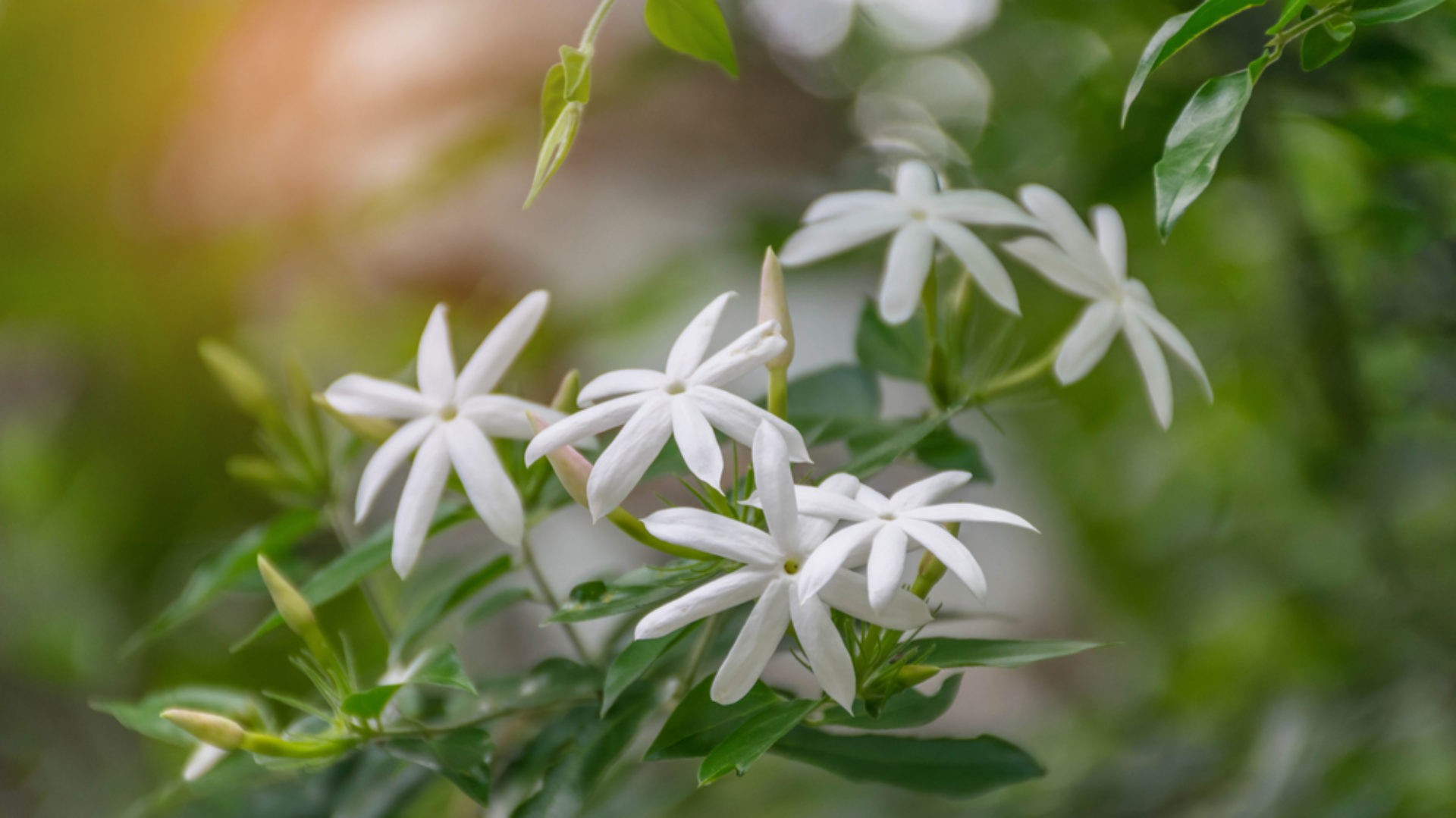 Thanh nhiệt giải độc