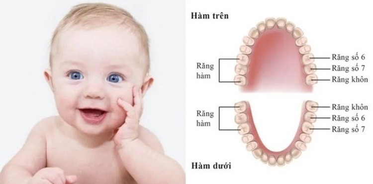 bé mấy tháng mọc răng, mấy tháng mọc răng, trẻ mấy tháng thì mọc răng, trẻ em mấy tháng mọc răng, em bé mấy tháng mọc răng, trẻ mọc răng sớm nhất là mấy tháng, trẻ em mấy tháng thì mọc răng, trẻ mấy tháng tuổi thì mọc răng, bé mấy tháng mới mọc răng, trẻ mấy tháng mọc răng là bình thường
