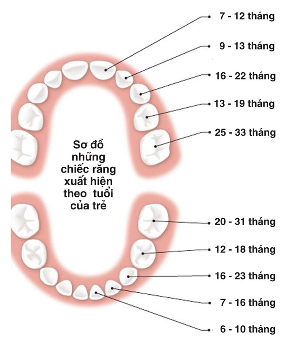 trẻ sơ sinh mấy tháng mọc răng, trẻ sơ sinh mấy tháng mọc răng thì tốt, bé sơ sinh mấy tháng mọc răng